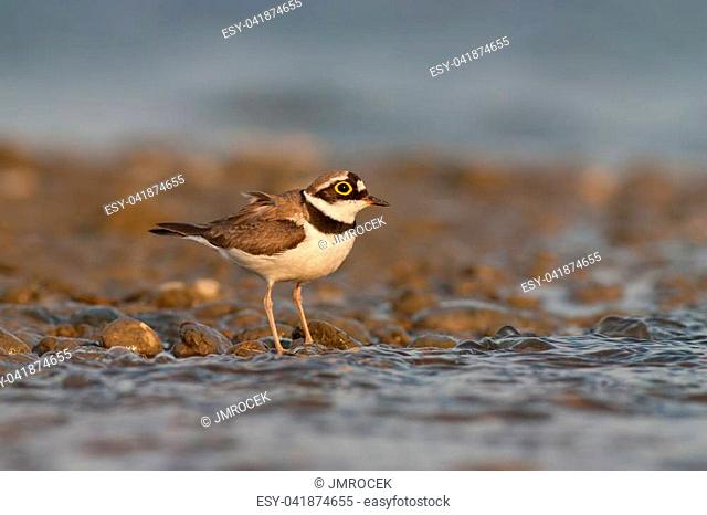 Little ringed plover, Charadrius dubius. in summer. Wild small water bird on stones