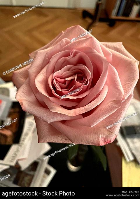 Rose, single blossom, dusky pink, interior