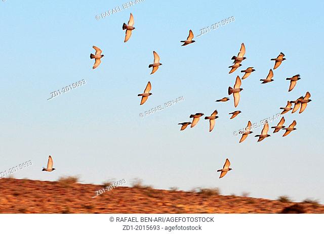 A group of European Turtle Dove fly over desert sky