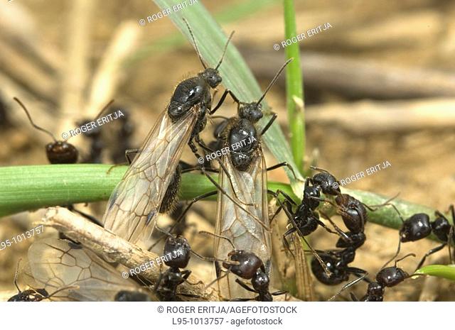 Male sexuated individuals emerging firstly from the nest will be followed by the female adults, Messor barbarus, Spain