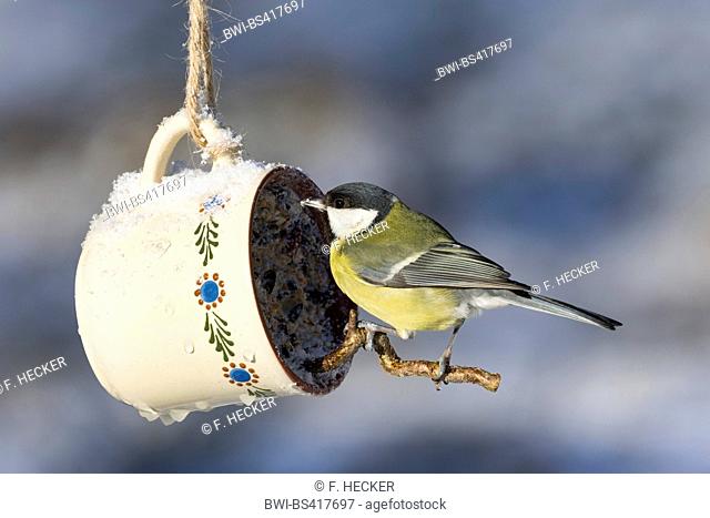 great tit (Parus major), at handmade bird feed in a cup, side view, Germany