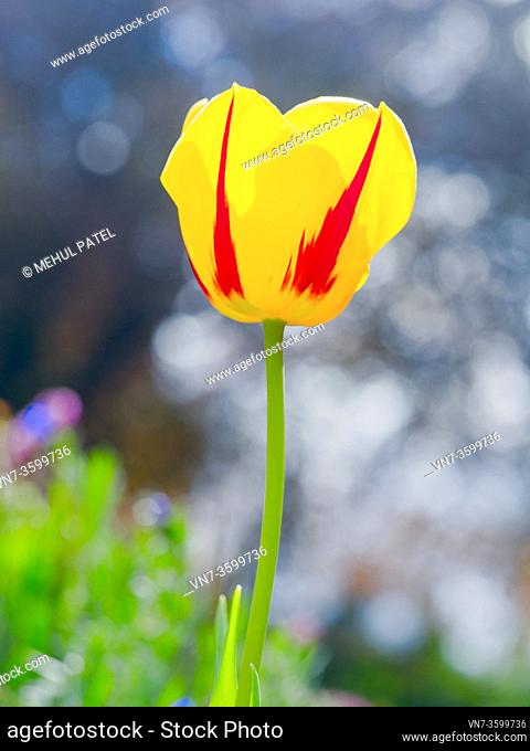 Upward backlit shot of yellow tulip with red stripes on petals