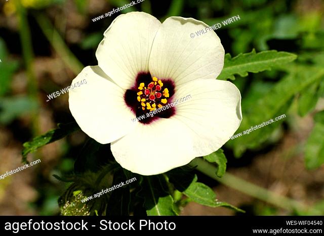 Head of venice mallow (Hibiscus trionum) blooming in spring