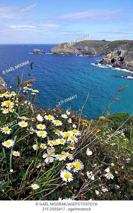 Flowers and the coast of Finistère in Brittany, France