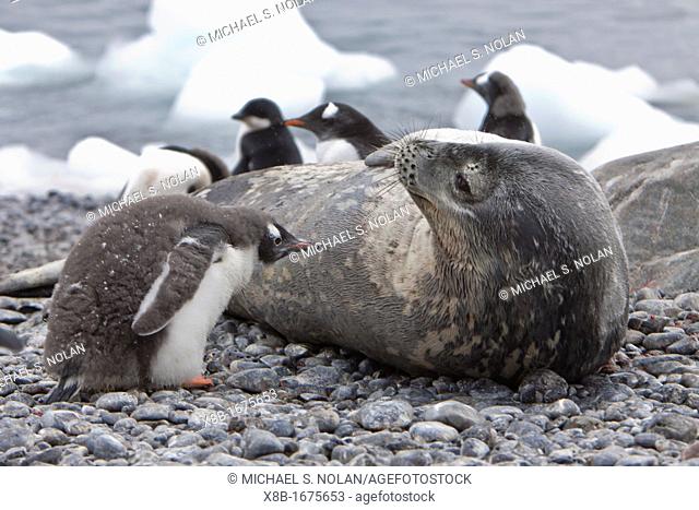 Weddell Seal Leptonychotes weddellii hauled out on the beach at Brown Bluff on the Antarctic Peninsula, Southern Ocean