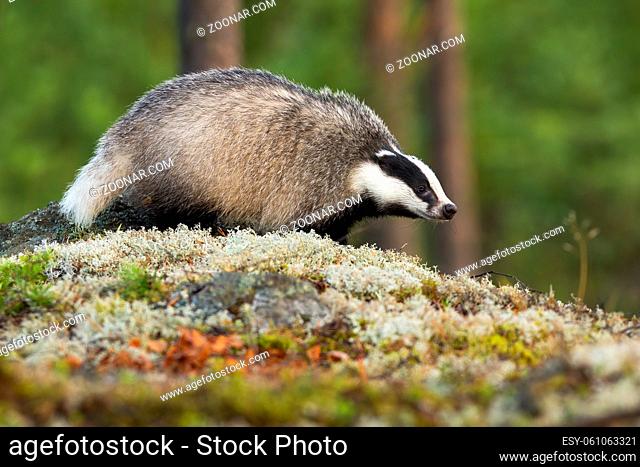 European badger, meles meles, walking on moss in summer forest. Mammal with black and white stripes on head going on rocks in summertime