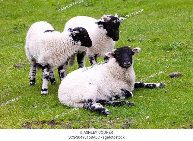 Spring lambs in Ambleside, Lake District, UK