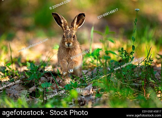 Cute brown hare, lepus europaeus, jumping closer on grass in spring nature. Young brown rabbit coming forward in green wilderness