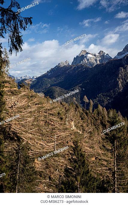 crash of a trees after atmospheric event in the end of October 2018 at Primiero, Mezzano e Transacqua e Siror, Trentino, Italy, Europe