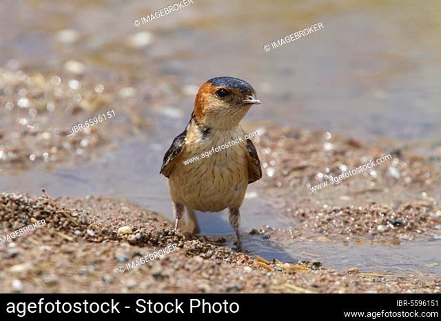 Red-rumped swallow (Hirundo daurica), Red-rumped Swallows, Songbirds, Animals, Birds, Red rumped Swallow at drinking pool
