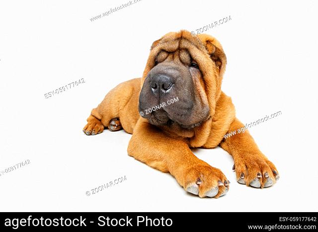 beautiful shar pei puppy lying isolated on white background. copy space