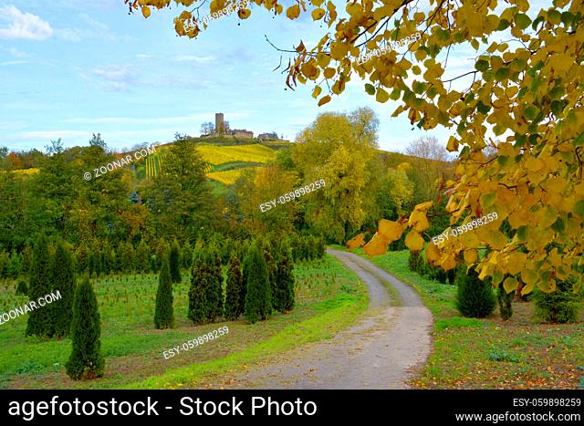 BW. bei Sulzfeld bunte Weinberge im Herbst , Burg : Ravensburg, Feldweg, Thuja, Kraichgau