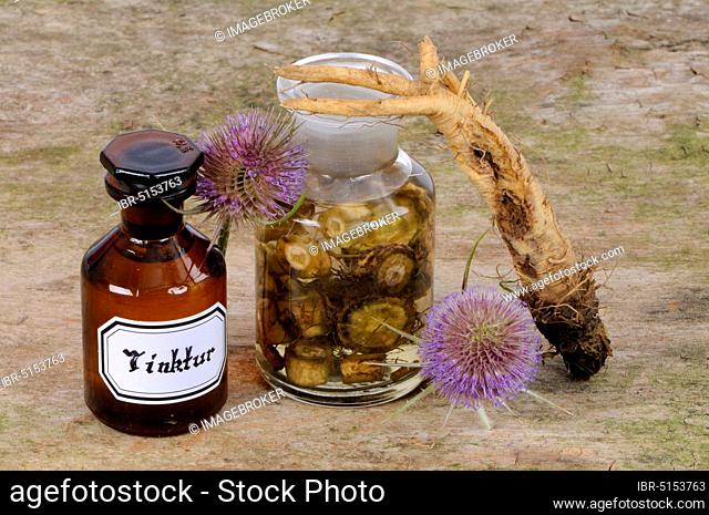 Wild cardoon (Dipsacus fullonum) inflorescence and root, cardoon tincture (Dipsacus silvester), Wild teaseloon tincture