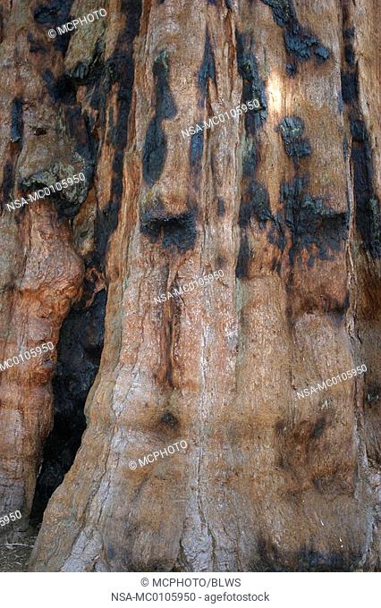 Sequoiadendron giganteum, giant sequoia, giant redwood