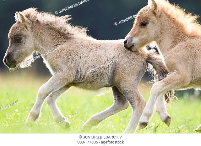 Miniature Shetland Pony. Two foals galloping on a pasture