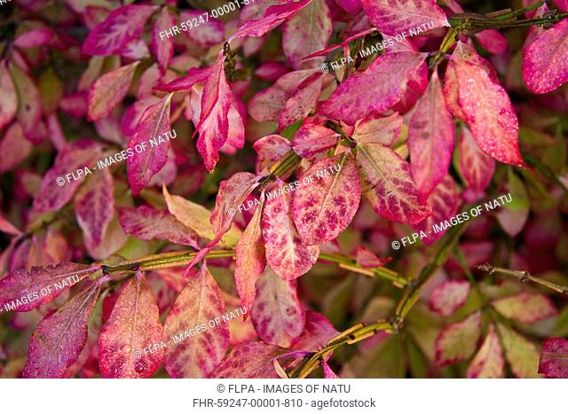 Winged Spindle Euonymus alatus leaves, autumn foliage in pink stage, early morning dew, in garden, Dorset, England, october