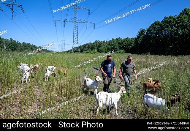23 June 2022, Saxony, Borna: Martin Graichen (l) and Christian Koschnicke from the Borna-Birkenhain Ecological Station check on the Boer goats in a pasture...