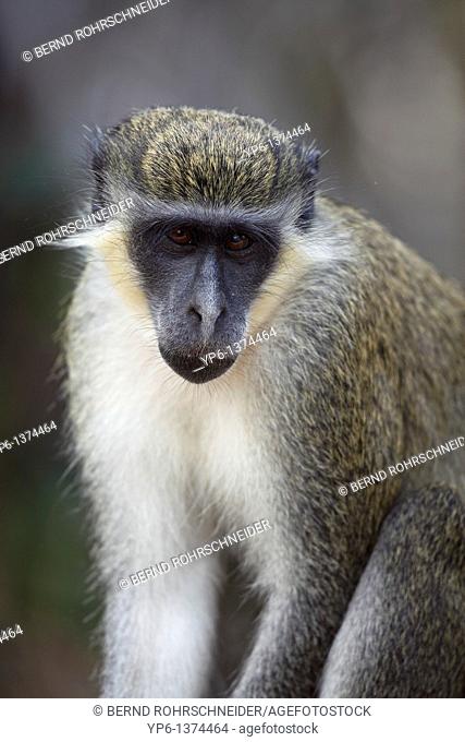 Green Monkey, Chlorocebus sabaeus, portrait, The Gambia