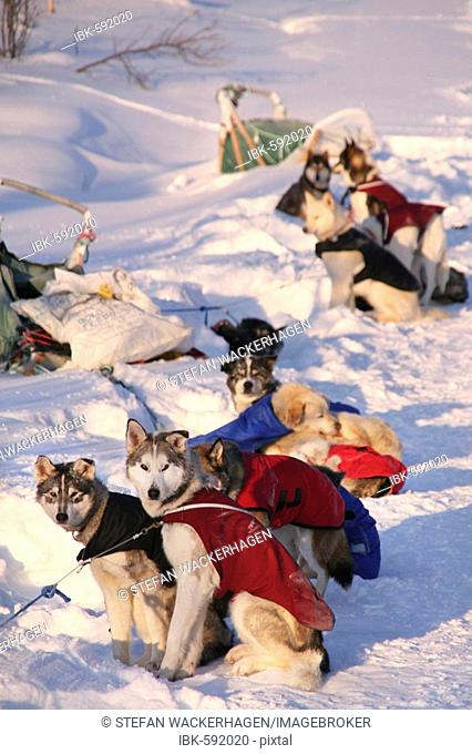 Sled dogs wearing jackets, resting, Yukon Quest Trail, Yukon Territory, Canada