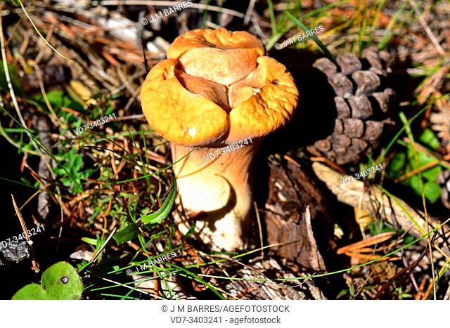 Club coral (Clavariadelphus truncatus) is an edible mushroom that grows on coniferous forests. This photo was taken near Mosqueruela, Teruel province, Aragon