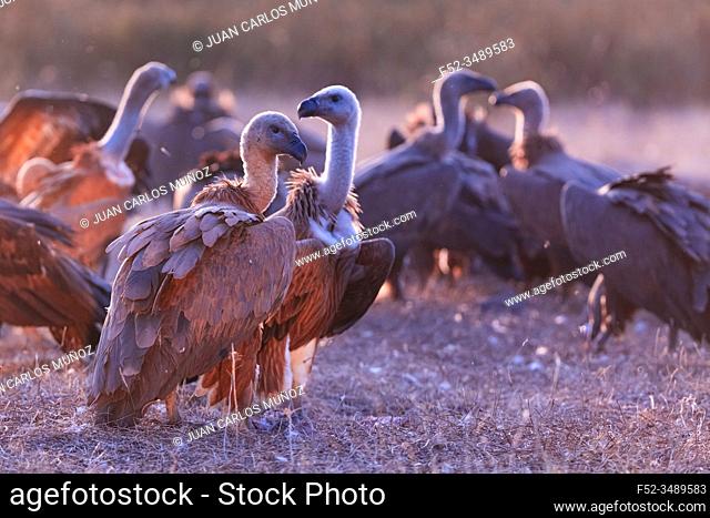 Griffon vulture - BUITRE LEONADO, (Gyps fulvus), Vultures in the Sierra de San Pedro, Cáceres, Extremadura, Spain, Europe