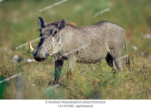 Warthog (Phacochoerus aethiopicus). Etosha National Park. Namibia