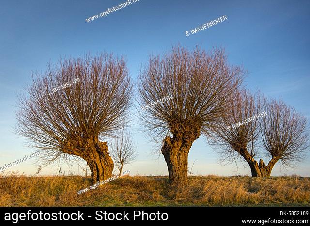 Silhouettes of pollarded willows against a blue sky On the edge of the field, Common osier (Salix viminalis), Hohen-Demzin, Mecklenburg-Western Pomerania