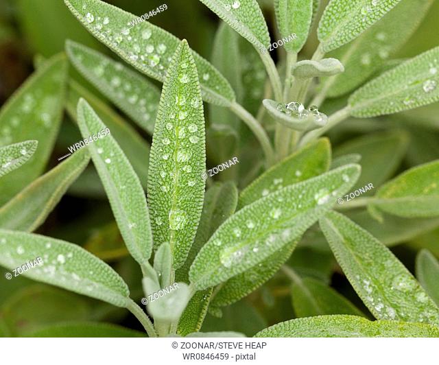 Sage leaves on herb plant in macro
