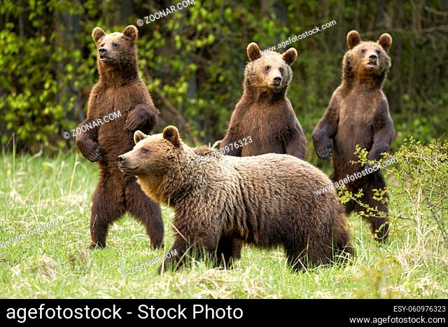 Family of brown bear, ursus arctos, with mother and curious three cubs standing on rear legs in spring nature. Mother mammal together with their young on green...