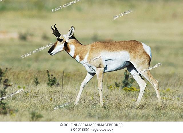 Pronghorn (Antilocapra americana), male walking, Lubbock, Panhandle, North Texas, USA