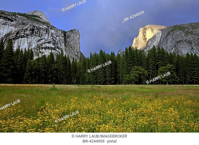 Flower meadow in Yosemite Valley, Half Dome behind, stormy mood, Yosemite National Park, USA