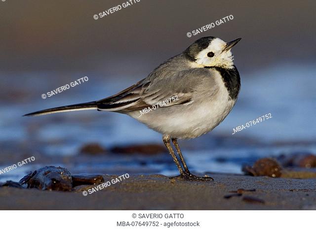 White Wagtail, Adult standing on the sand, Campania, Italy (Motacilla alba)
