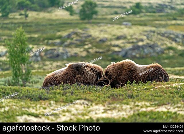Musk ox, (Ovibos moschatus), Dovrefjell National Park, Norway