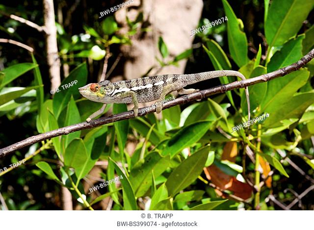 Panther chameleon (Furcifer pardalis, Chamaeleo pardalis), climbs on a branch, Madagascar, Nosy Be, Lokobe Reserva