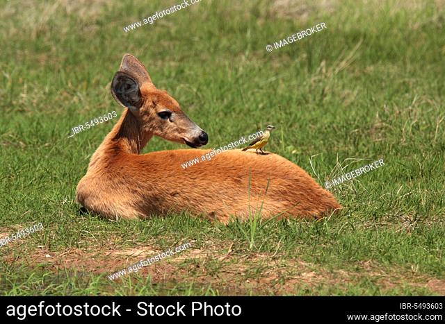 Marsh Deer (Blastocerus dichotomus) adult female, resting, with Cattle Tyrant (Machetornis rixosa) perched on back, Reserva El Bagual, Formosa, Argentina