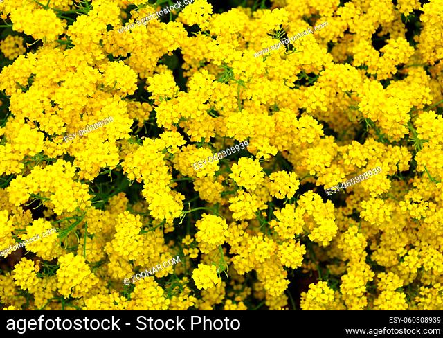 Felsen-Steinkraut (Aurinia saxatilis) - Golden alyssum (Aurinia saxatilis)