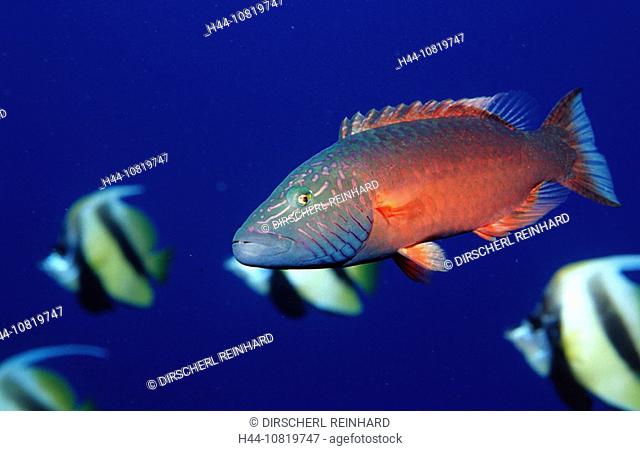 Bandcheek wrasse, Oxycheilinus digrammus, Egypt, North Africa, Sha'ab Tamara, Red Sea, fish, fishes, color, colorful