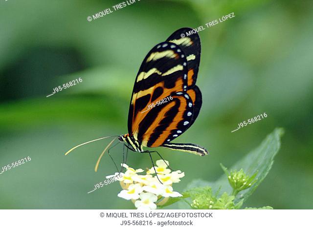 Glassywing Butterfly (Lycorea cleobaea). Monteverde, Costa rica