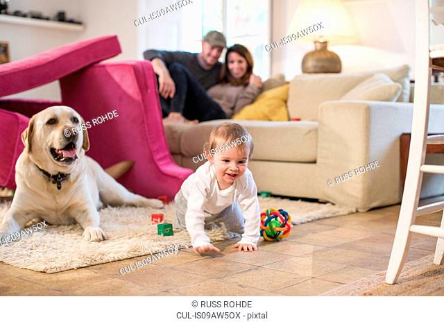 Baby boy and pet dog playing in fort made from sofa cushions