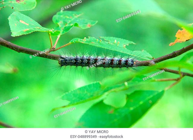 Lymantria dispar caterpillars move in forest. beautiful pest caterpillar in mountain woods