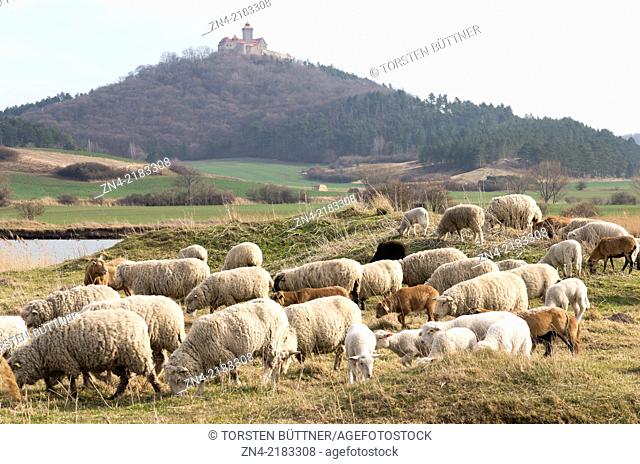A Herd of Sheep in Front of Wachsenburg Castle. Thuringia. Germany