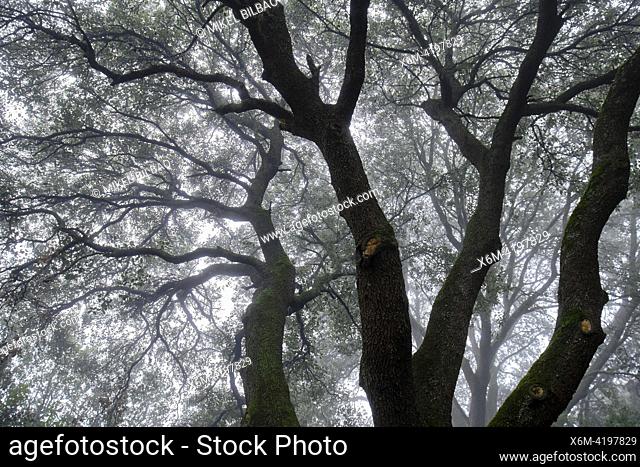 oak forest landscape in the fog in winter. Urbasa Natural Park. Navarre, Spain, Europe