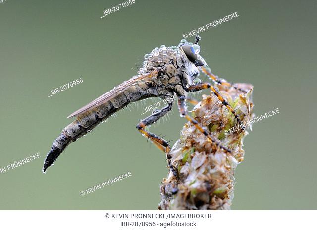 Robber fly (Asilidae), Middle Elbe Biosphere Reserve, Central Elbe region, Saxony-Anhalt, Germany, Europe
