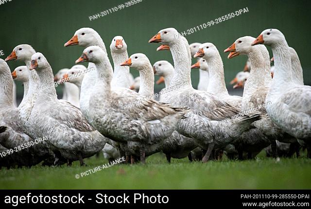 10 November 2020, Schleswig-Holstein, Bevern: Free range geese stand on a meadow at the Hachmann poultry farm before they are later accompanied to a foil hutch
