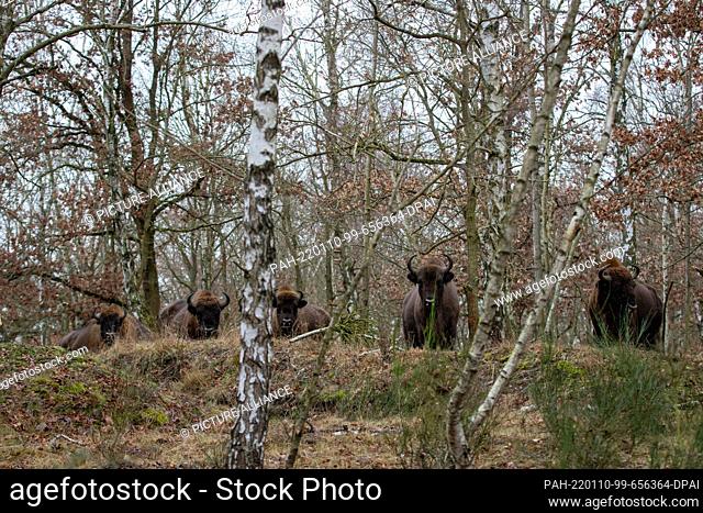 07 January 2022, Brandenburg, Dallgow-Döberitz: Bison stand in a forest of the Döberitzer Heide. For over ten years, bison have been living largely undisturbed...