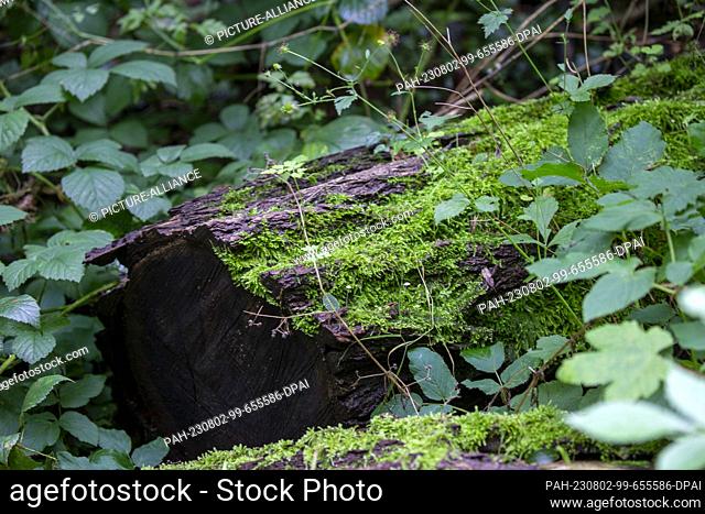 PRODUCTION - 01 August 2023, North Rhine-Westphalia, Königswinter: Moss grows on a fallen tree trunk in the forest of the Siebengebirge