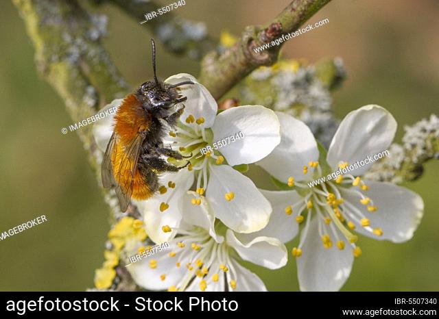 Forest bee (Andrena fulva)