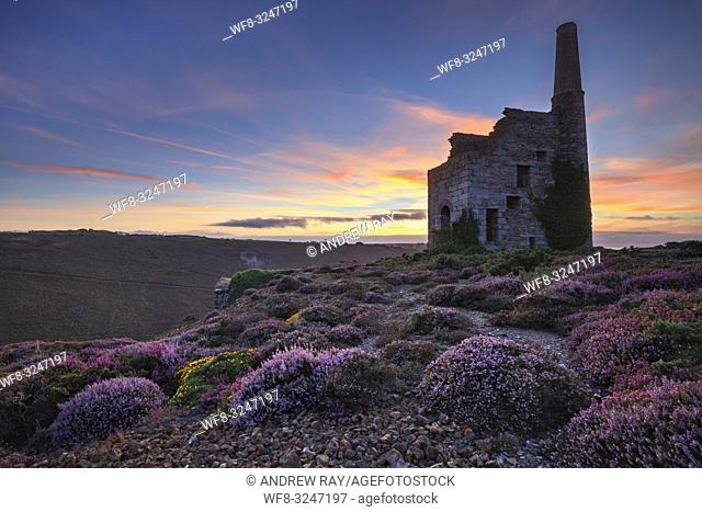 Heather at Tywarnhayle Engine House near Porthtowan in Cornwall, captured at sunset in late August using a wide angle lens