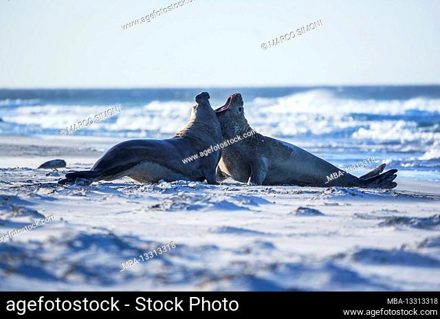 Southern Elephant Seal (Mirounga leonina) bulls fighting for territory on the beach, Sea lion island, Falkland Islands, South America