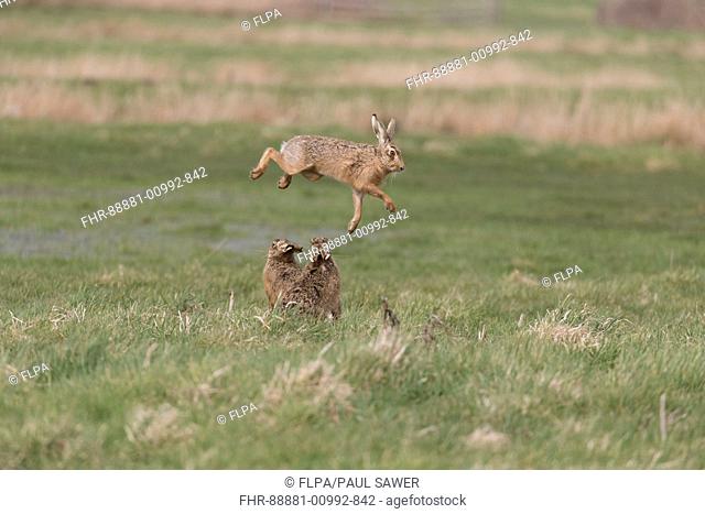 European Hare (Lepus europeaus) 3 adults, rival male jumping to avoid attack from dominant male while female watches on grazing marsh, Suffolk, England, March